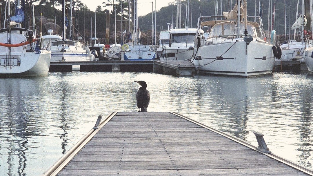 Les petits voyous du bassin