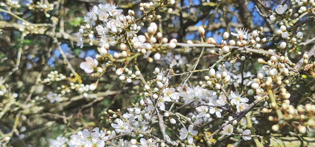 Fleurs de printemps sur la branche